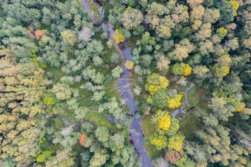 Wall Mural - Aerial top down view of winding river flowing through green forest