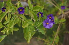 Blue Potato Bush Flowers In Crete, Greece