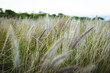 © Wavebreak Media - Beautiful image of wheat growing on mountain field