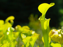 Carnivorous Flower Sarracenia Flava (Pitcher Plant) In The Summer Sun