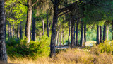 Fototapeta Krajobraz - Lush forest full of pine trees