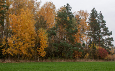  Autumn landscape. Bright autumn trees in yellow, green and red colors along the edge of the forest.