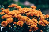 A bouquet of orange chrysanthemum flowers in pot in garden