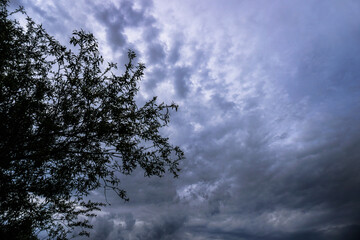 Wall Mural - scary thunderclouds and black trees. night storm and dark cloud. dark heaven background