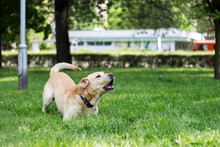 Labrador Dog Barking At City Park