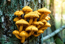 Yellow Mushrooms Pholiota Aurivella Grow From A Tree. Edible Mushrooms. The Structure Of The Green Bark Of The Tree.