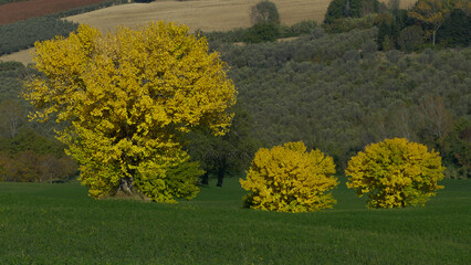 Wall Mural - alberi con colori autunnali