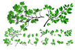 A set of twigs. Summer tree branch with fresh green leaves. Vector illustration