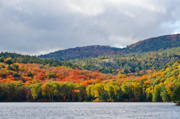 Wall Mural - Forest lake