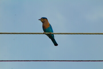 bird on a wire