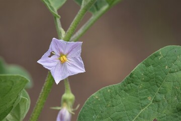 Photo of Eggplant inflorescence, is a plant species in the nightshade family Solanaceae.