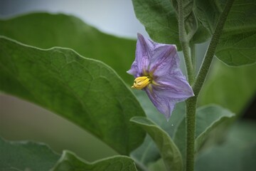 Photo of Eggplant inflorescence, is a plant species in the nightshade family Solanaceae.