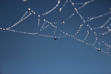 spider web with dew drops