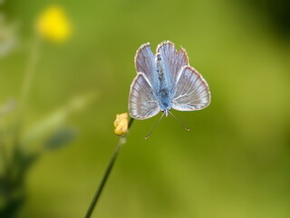 Small common Blue butterfly (Polyommatus icarus) on a blade of grass on a Sunny July morning. Moscow region. Russia.