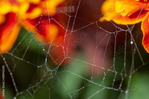 Fotografía gossamer on the summer flowers macro