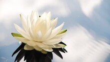 Slow Motion Of Water Waves And Sky Reflection On Surface With White Lotus Flower