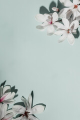 Wall Mural - beautiful pink magnolia flowers on blue background. top view. flat lay. spring minimalistic concept