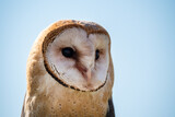 Fototapeta Zwierzęta - Barn Owl Close Up Portrait of the Head