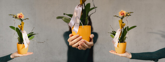 Horizontal banner standing woman in the middle offering a potted plant with two arms on the sides holding the same yellow orchid flower. Gardening, care, gift, present concept.