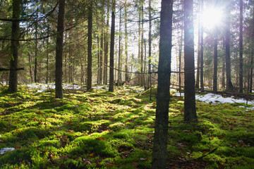 Wall Mural - Bright sunlight. Backlighting. Forest, trees, green moss. The first snow lies on the ground. Natural background. Soft focus.