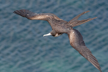 Sticker - Female Great Frigatebird (fregata minor) in San Cristobal Island, Galapagos, ECuador