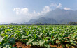 Green tobacco plant growing at ferm field with clouds sky and mountain background