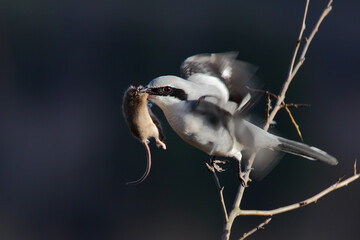 great grey shrike. bird with prey on tree. lanius excubitor
