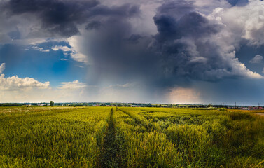 thunderstorm and heavy rain over the field of wheat