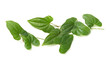 © zcy - Chinese yam leaf on white background
