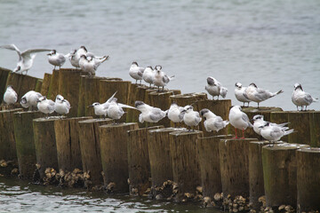 Sandwich terns valleys of Comacchio adriatic sea po delta regional park