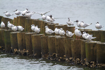 Sandwich terns valleys of Comacchio adriatic sea po delta regional park