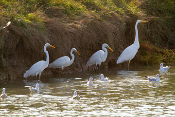 Wall Mural - great egret lakes rivers and swamps in europe