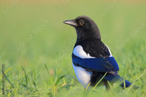 Cuadros en Lienzo Eurasian magpie or common magpie. Bird. Pica pica