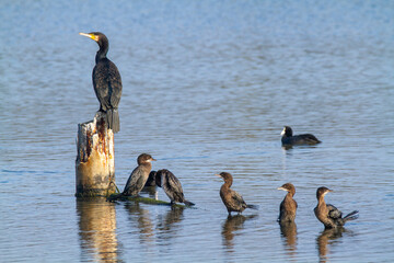 Sticker - cormorat po delta regional park comacchio iitaly