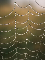  Spider net