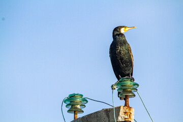 Canvas Print - cormorat po delta regional park comacchio iitaly