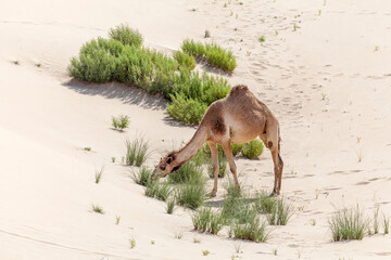 Wall Mural - Middle eastern camel eating plants in a desert