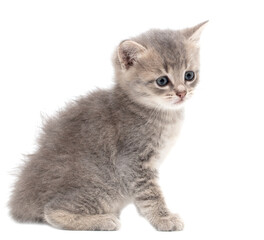 Wall Mural - Little fluffy kitten isolated on a white