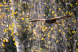 Fototapeta Nowy Jork - flying buzzard before yellow leaves
