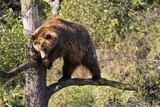 Fototapeta Nowy Jork - Brown bear balancing on tree