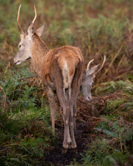 Wall Mural - beautiful image of red deer stag in vibrant golds and browns of autumn fall landscape forest
