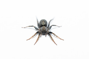 black spider macro stock photo in white background