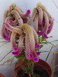 Egzotyczna roślina ze zwieszającymi się kwiatami przypominającymi gąsienice lub liny w doniczce
