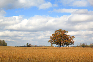 tree in autumn