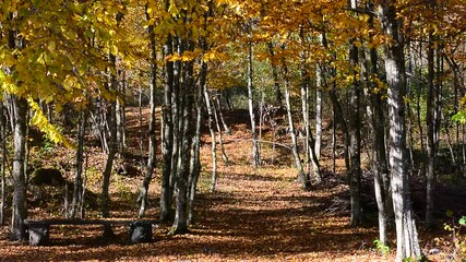 Wall Mural - autumn in the woods