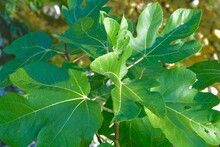 Branch Of A Fig Tree With Large Green Leaves In A Natural Environment Close-up