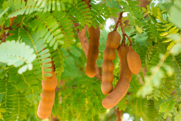 Sweet tamarind and leaf on the tree. Raw tamarind fruit hang on the tamarind tree in the garden with natural background.