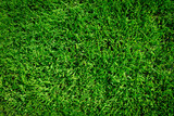 Fototapeta  - Background of green grass field or green grass pattern and texture (high details)