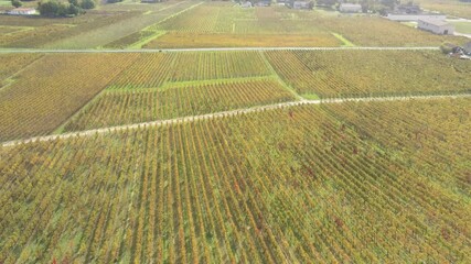 Sticker - Vignes de Saint-Émilion en Gironde, vue aérienne en automne