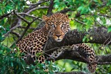 Adult leopard portrait on a tree with blue eyed stare. Kenya, Africa.